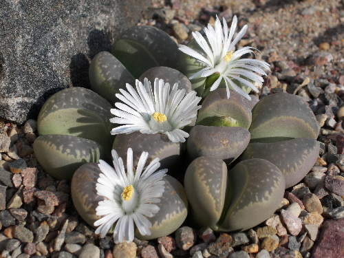 lithops marmorata